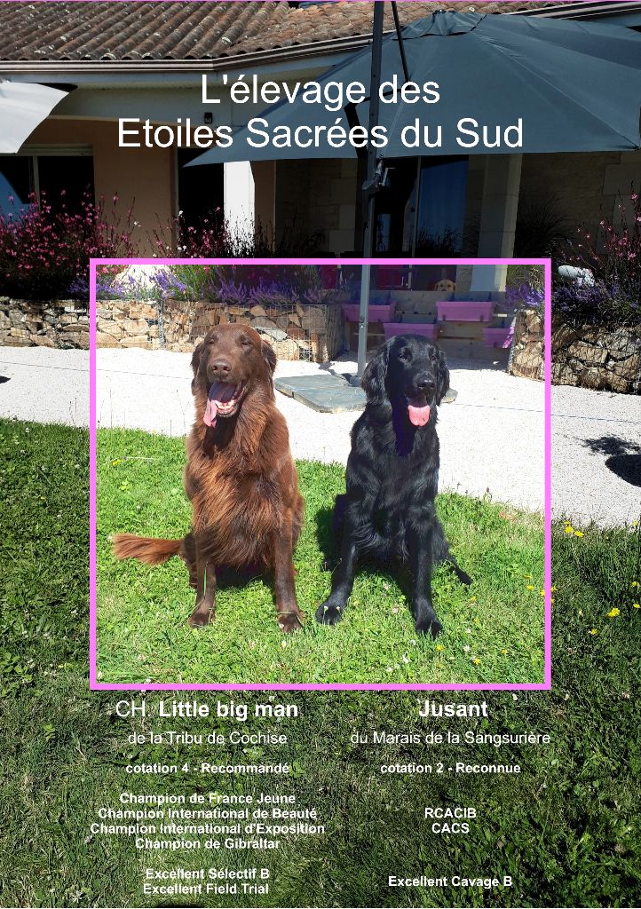 Des Etoiles Sacrees Du Sud - Flat Coated Retriever - Portée née le 04/09/2020