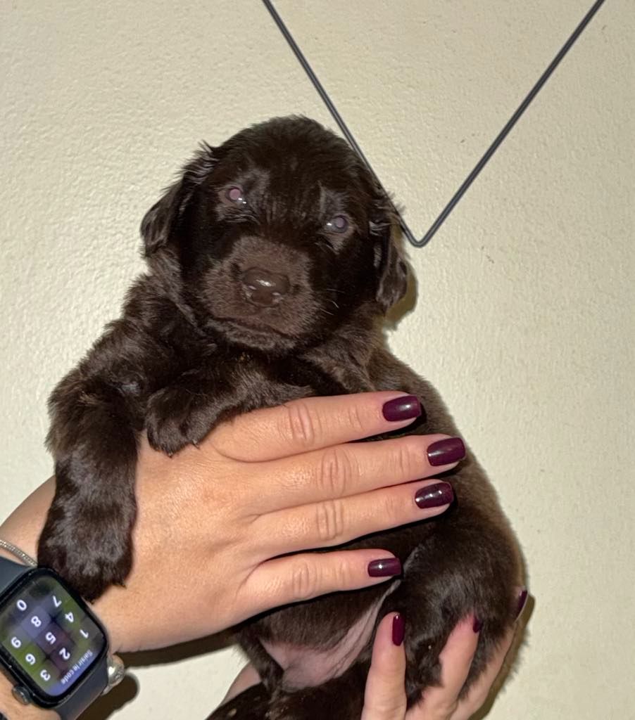 Des Etoiles Sacrees Du Sud - Chiot disponible  - Flat Coated Retriever