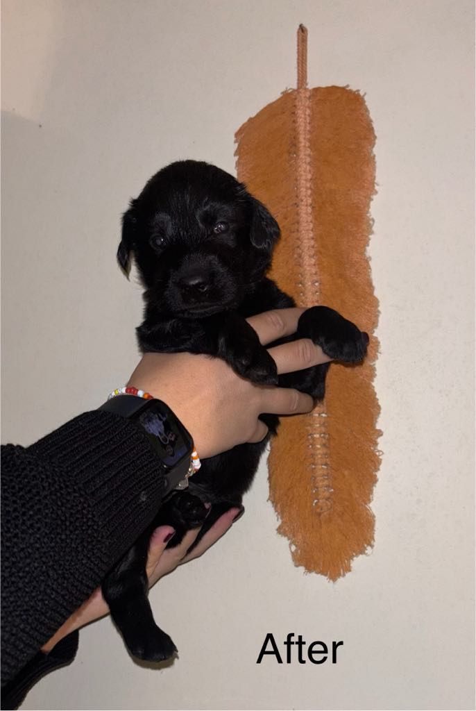 Des Etoiles Sacrees Du Sud - Chiot disponible  - Flat Coated Retriever