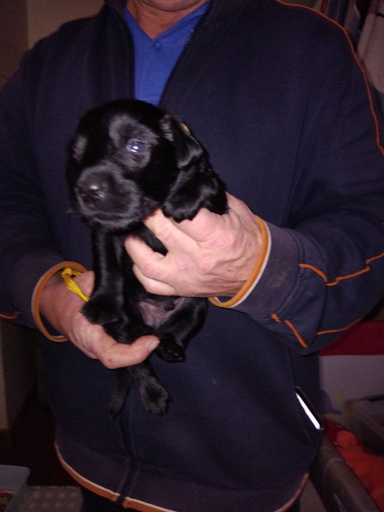 Des Etoiles Sacrees Du Sud - Chiot disponible  - Flat Coated Retriever