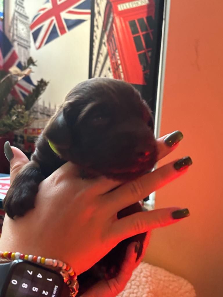 Des Etoiles Sacrees Du Sud - Chiot disponible  - Flat Coated Retriever