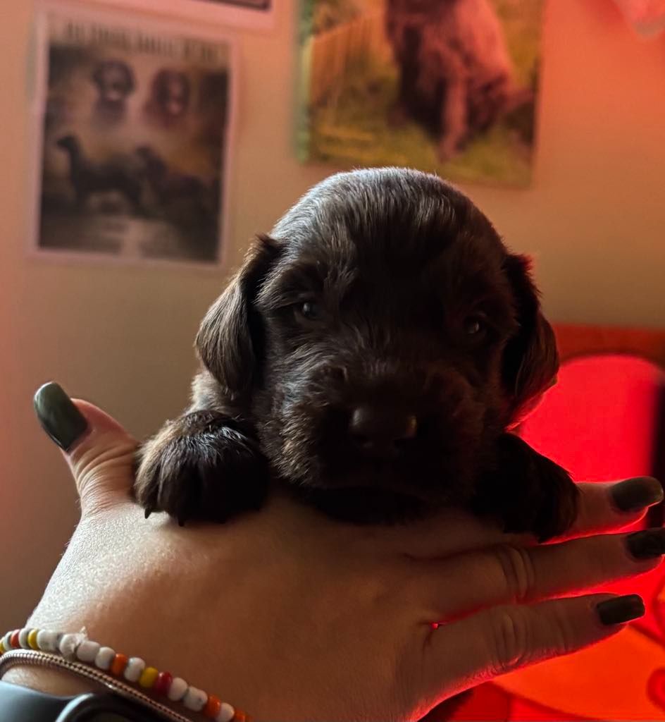 Des Etoiles Sacrees Du Sud - Chiot disponible  - Flat Coated Retriever