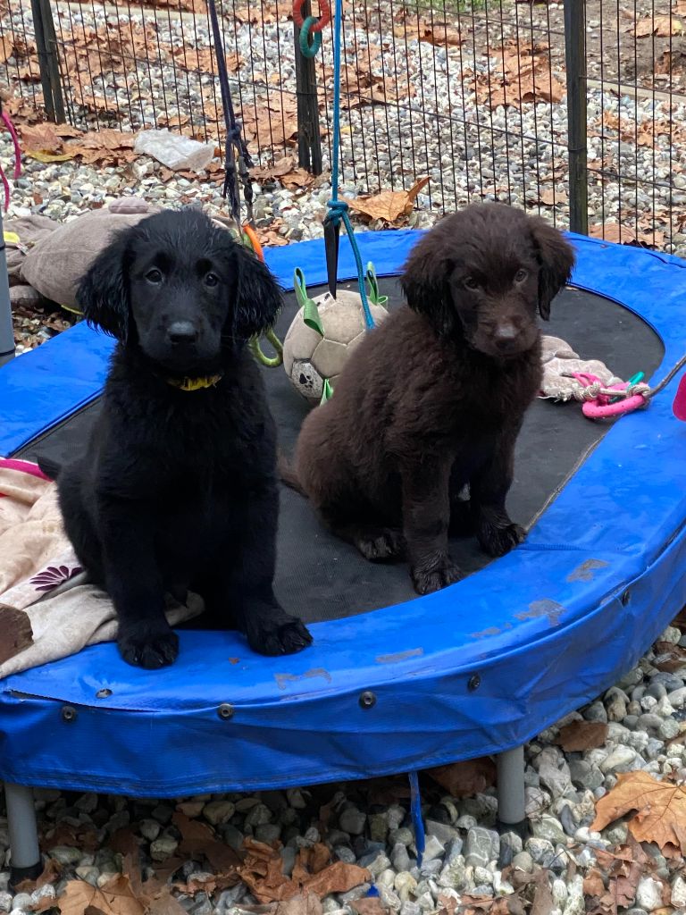 Des Etoiles Sacrees Du Sud - Chiots Flat Coated Retriever Disponibles à partir du 23 Novembre 2023