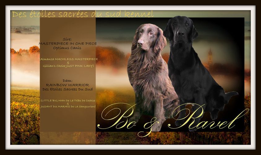 Des petits Flat Coated Retriever arrivent fin septembre 2023