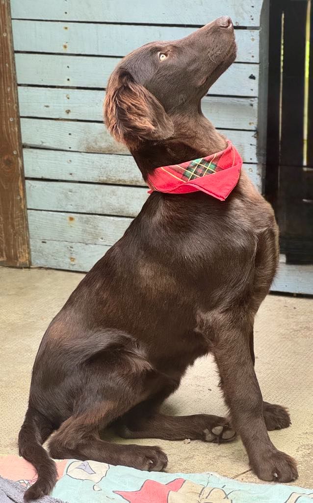 Des Etoiles Sacrees Du Sud - Chiots disponibles - Flat Coated Retriever