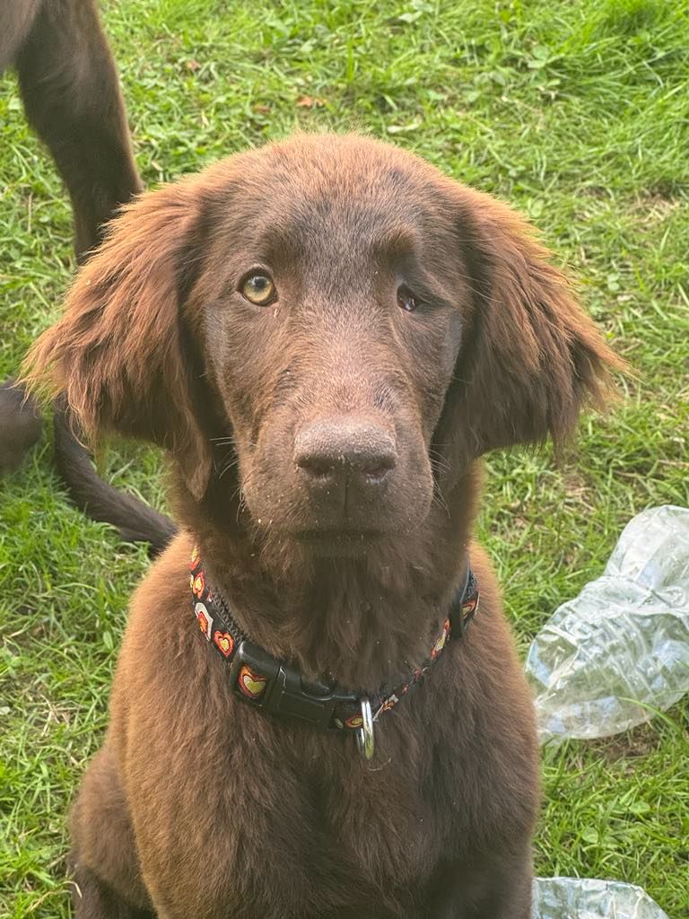 Des Etoiles Sacrees Du Sud - Chiots disponibles - Flat Coated Retriever