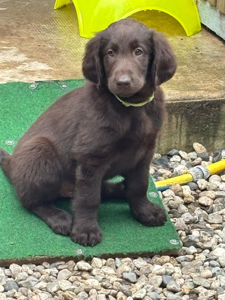 Des Etoiles Sacrees Du Sud - Chiots disponibles - Flat Coated Retriever