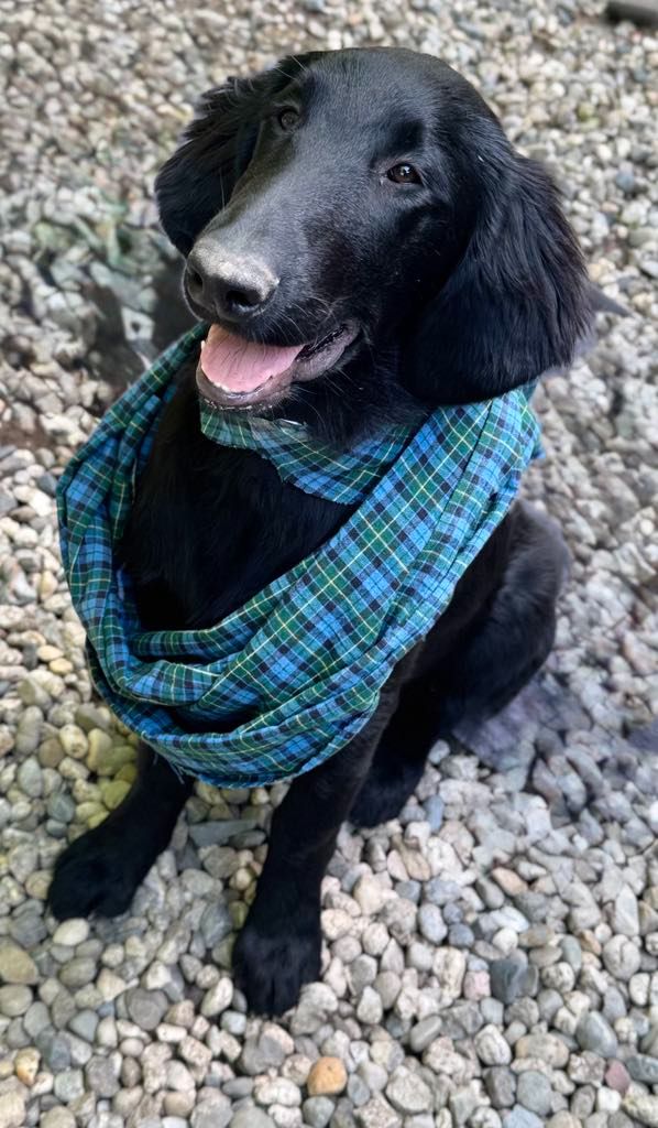 Des Etoiles Sacrees Du Sud - Chiots disponibles - Flat Coated Retriever