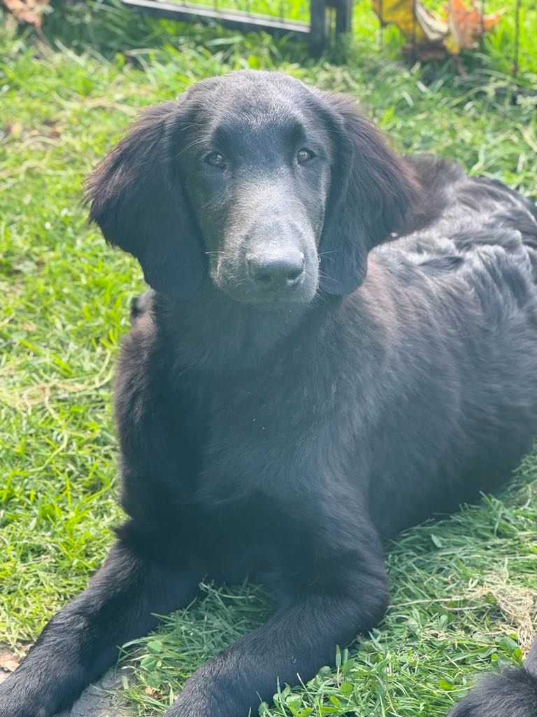 Des Etoiles Sacrees Du Sud - Chiots disponibles - Flat Coated Retriever