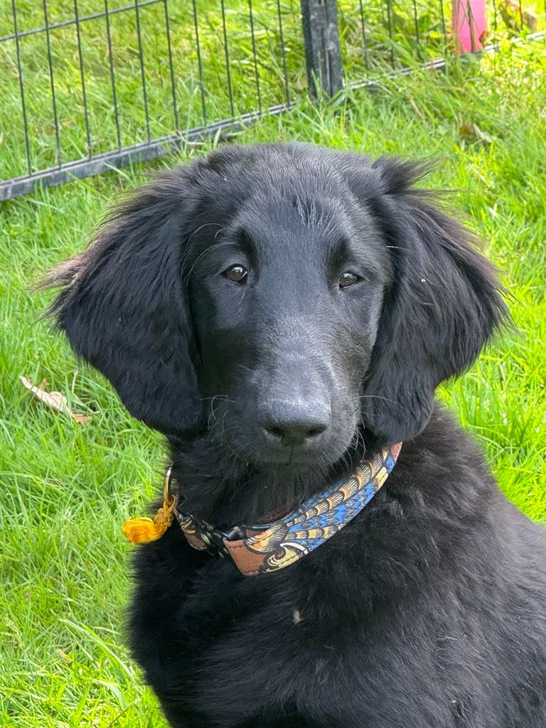 Des Etoiles Sacrees Du Sud - Chiots disponibles - Flat Coated Retriever