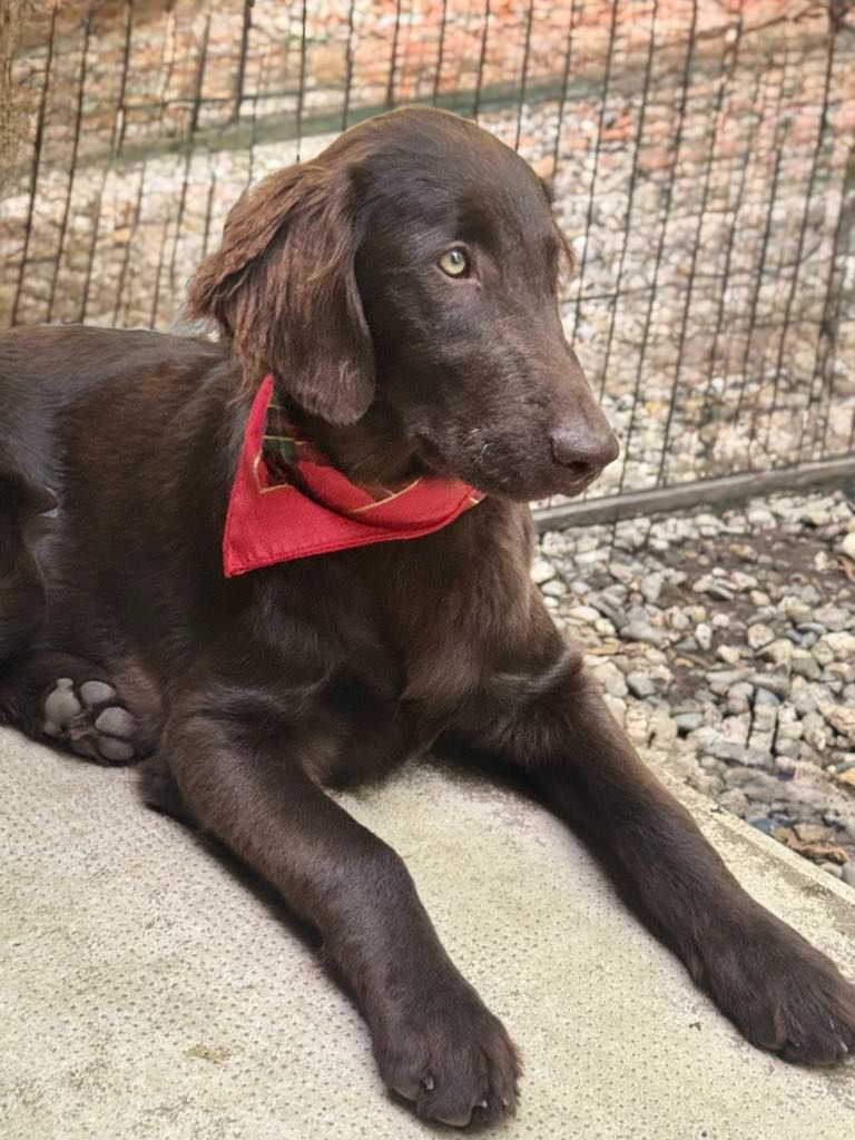 Des Etoiles Sacrees Du Sud - Chiots disponibles - Flat Coated Retriever