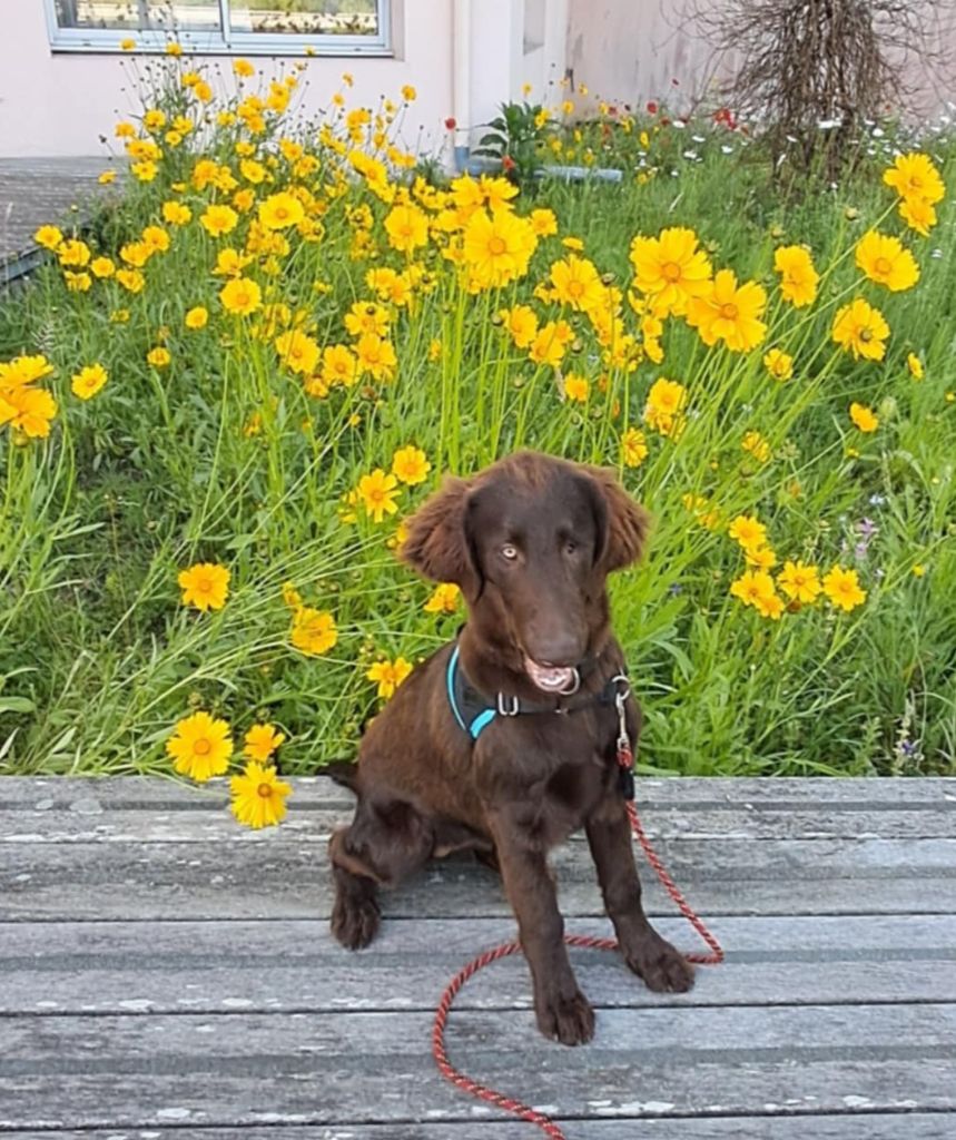 Des Etoiles Sacrees Du Sud - Chiots disponibles - Flat Coated Retriever
